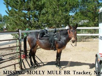 MISSING MOLLY MULE BR Tracker, Near Gold Hill, NV, 89440